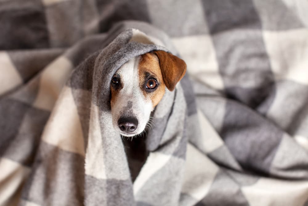 Can Dogs Cry? Great Pet Care