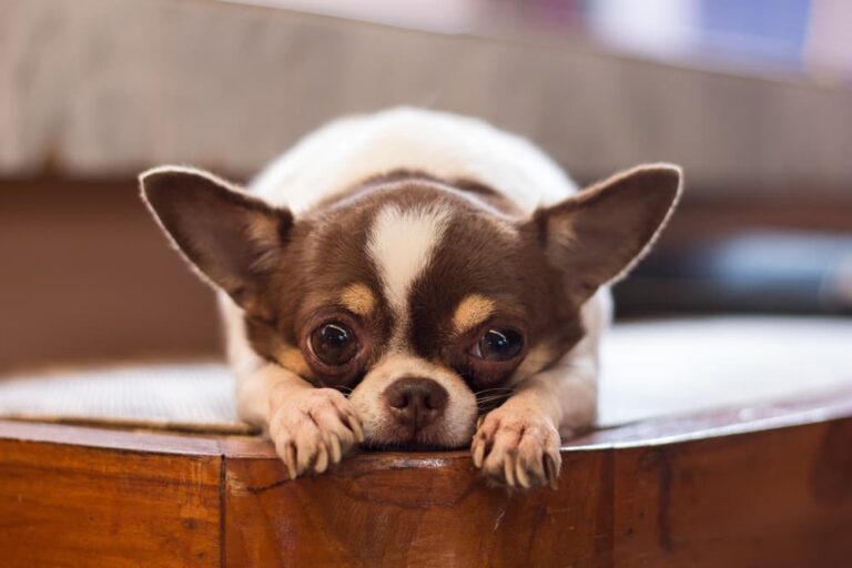Chihuahua lying down