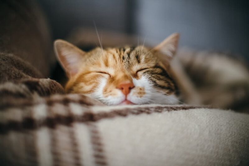 8 Surprising Things That Stress Cats Out Great Pet Care