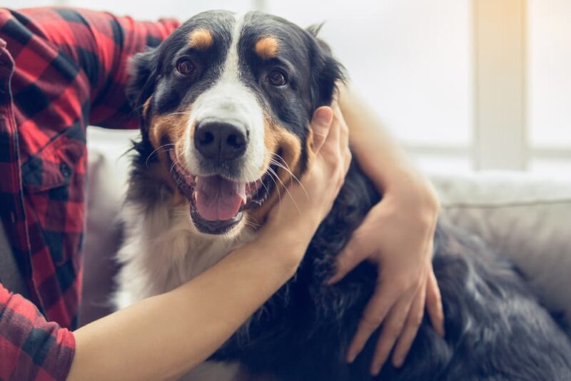 Do Dogs Like Hugs? Great Pet Care