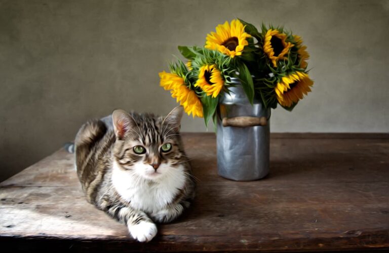 10 Flowers That Are Poisonous to Cats Great Pet Care