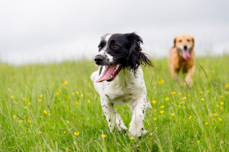 dogs run in field