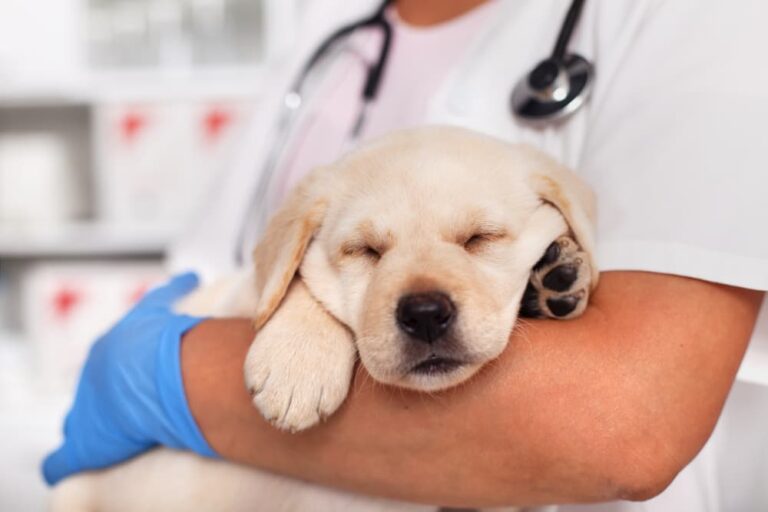 veterinarian holds puppy