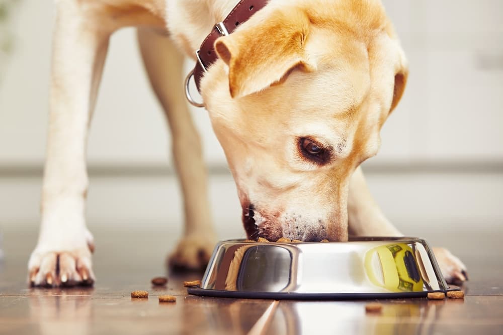 DCM and Dog Food: What You Should Know DCM and Dog Food: What You Should Know