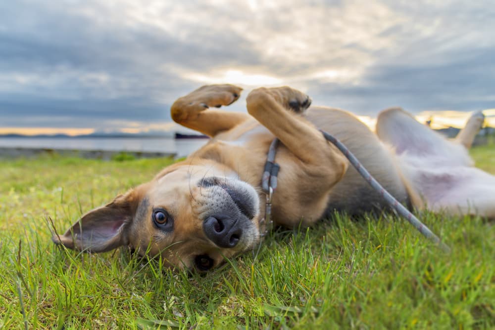 Anaplasmosis in Dogs Anaplasmosis in Dogs