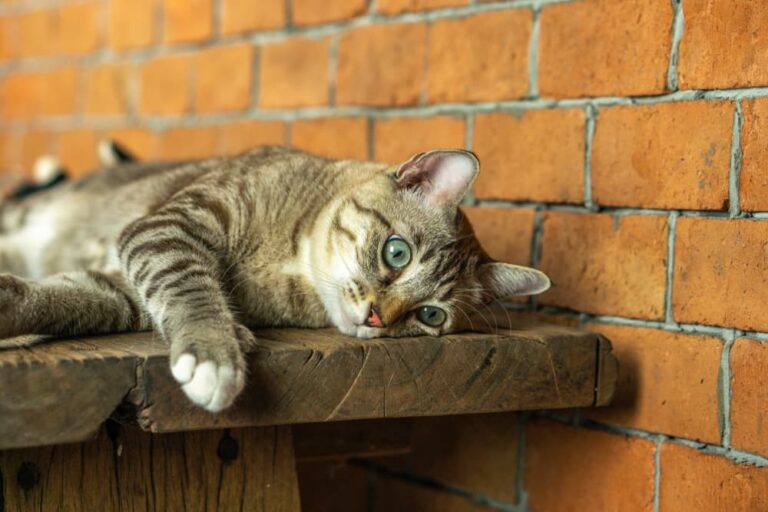 Cat laying down looking tired