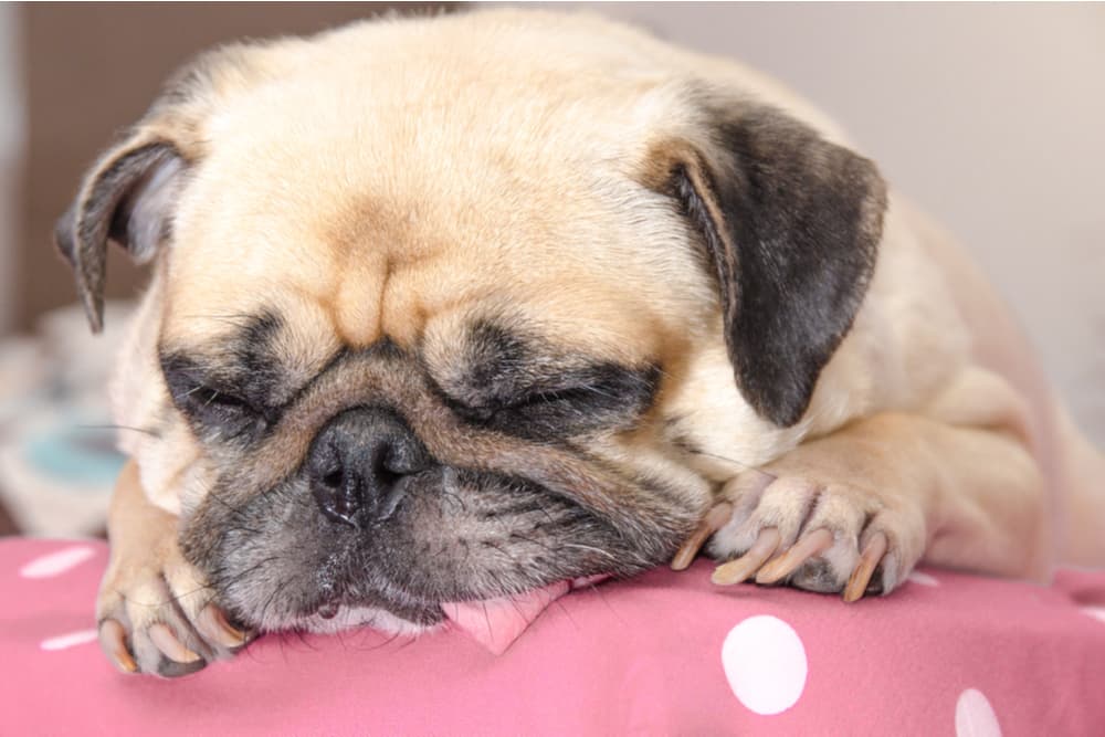 Kennel Cough in Dogs Kennel Cough in Dogs