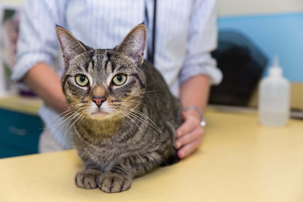 Anemia in Cats Great Pet Care