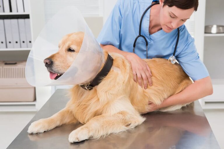 4 Dog Cone Alternatives That Actually Work Great Pet Care