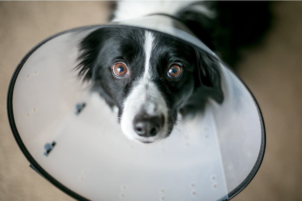 alternative to cone after neutering