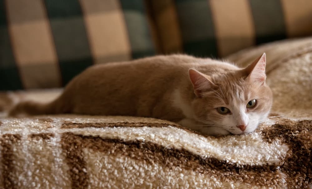 Coronavirus in Cats Great Pet Care