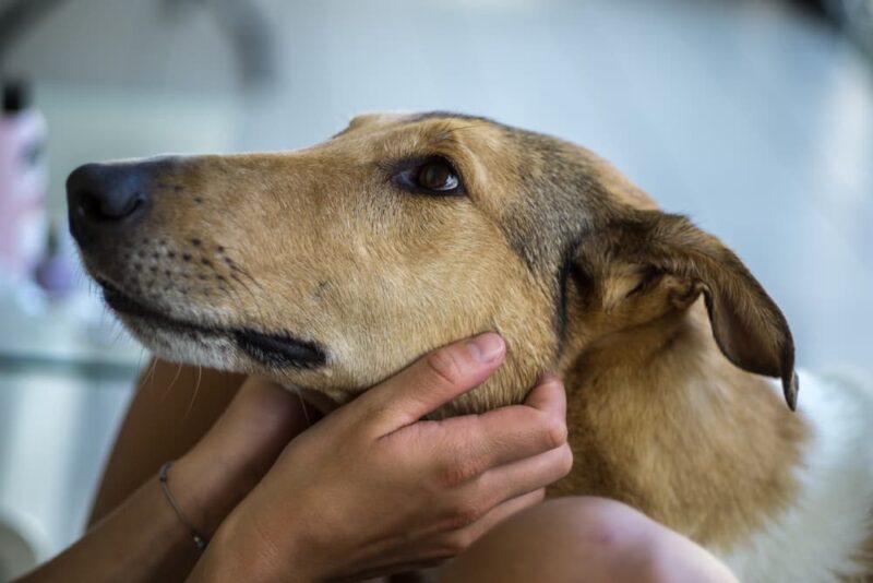 How to Pet a Dog Great Pet Care