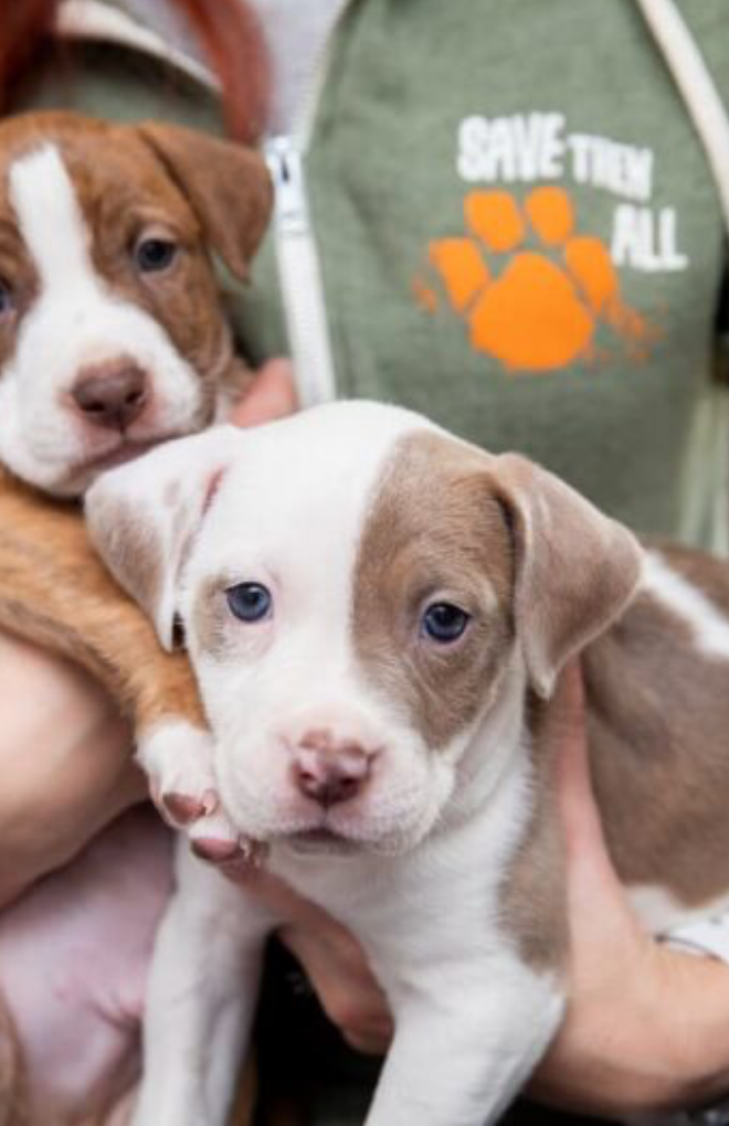 How Much Exercise Does a Dog Need? Great Pet Care