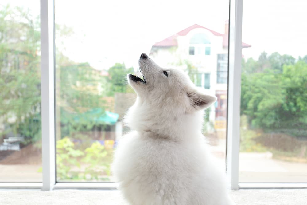 Why Do Dogs Howl at Sirens? Why Do Dogs Howl at Sirens?
