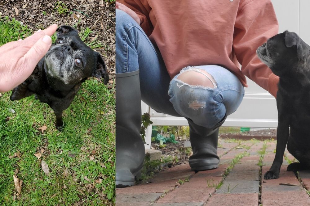 Dog being pet over head and then dog being pet on the side