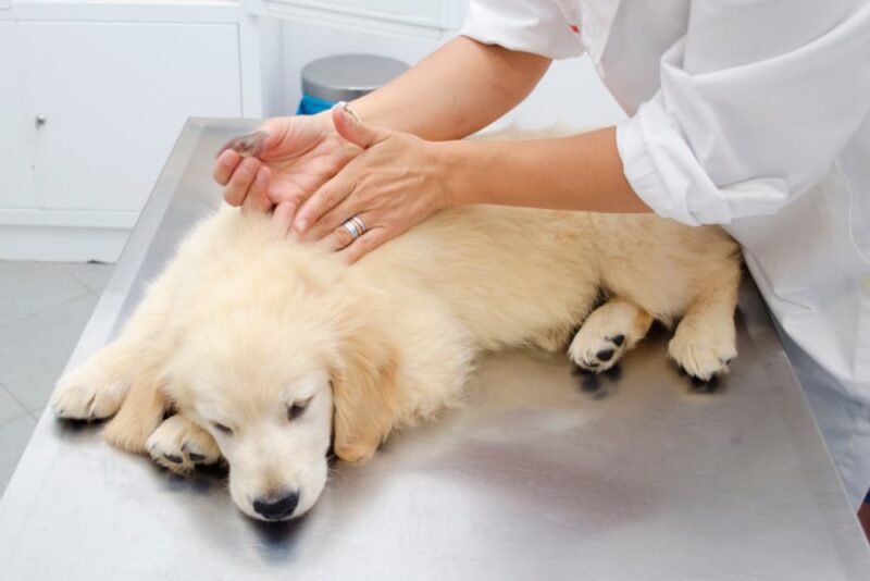 Flea Eggs 10 Common Questions—Answered Great Pet Care