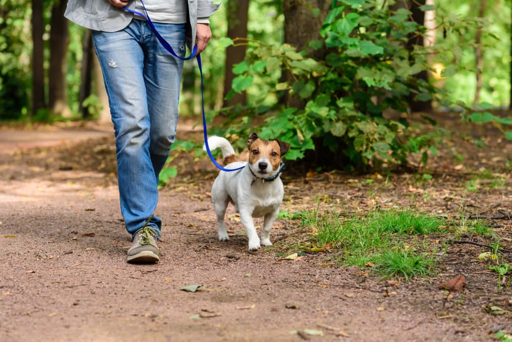 How Much Exercise Does a Dog Need? Great Pet Care