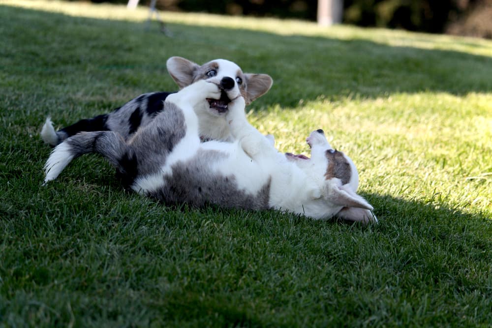 Littermate Syndrome Everything You Need to Know Great Pet Care