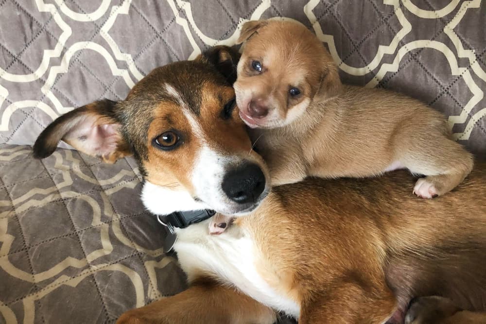 How to Foster a Pet: Everything You Need to Get Started How to Foster a Pet: Everything You Need to Get Started