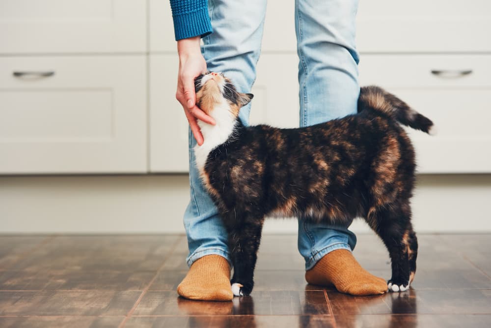 6 Easy Ways to Bond with Your Cat at Home 6 Easy Ways to Bond with Your Cat at Home