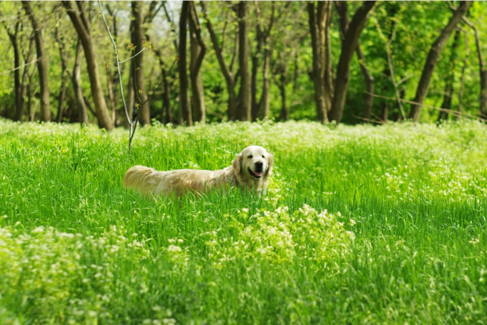 What Do Ticks Look Like on Dogs? What Do Ticks Look Like on Dogs?