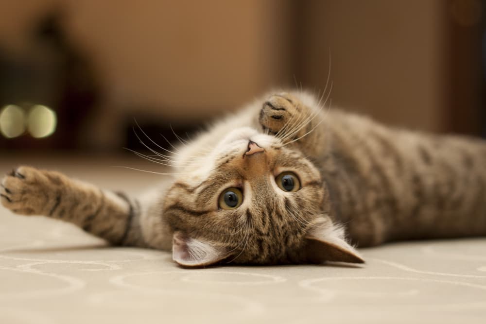 6 Easy Ways to Bond with Your Cat at Home Great Pet Care