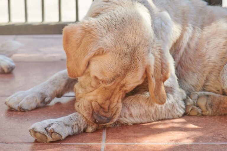Histiocytoma in Dogs Great Pet Care