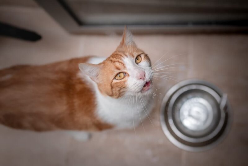 Megacolon in Cats Great Pet Care