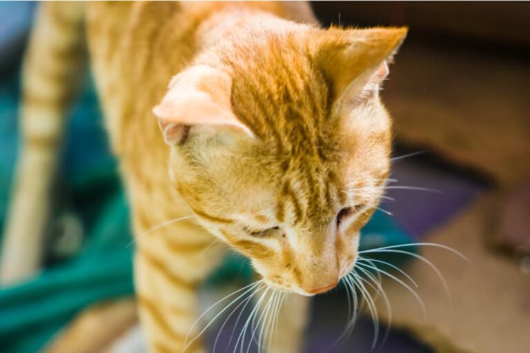 Lymphoma in Cats Great Pet Care