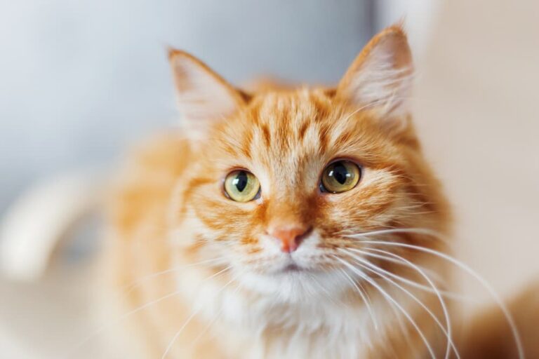 cats-and-covid-19