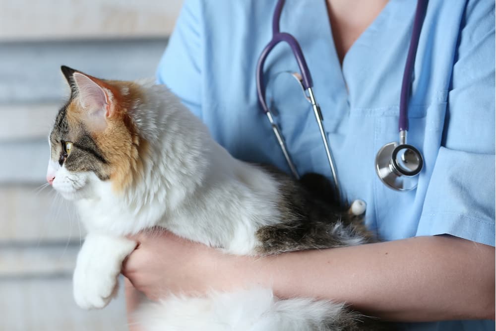 Megacolon in Cats Great Pet Care