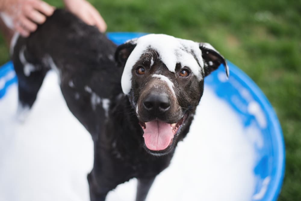 How Often Should You Bathe Your Dog? Great Pet Care