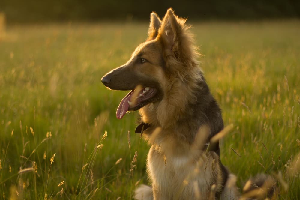 Ehrlichiosis in Dogs Ehrlichiosis in Dogs