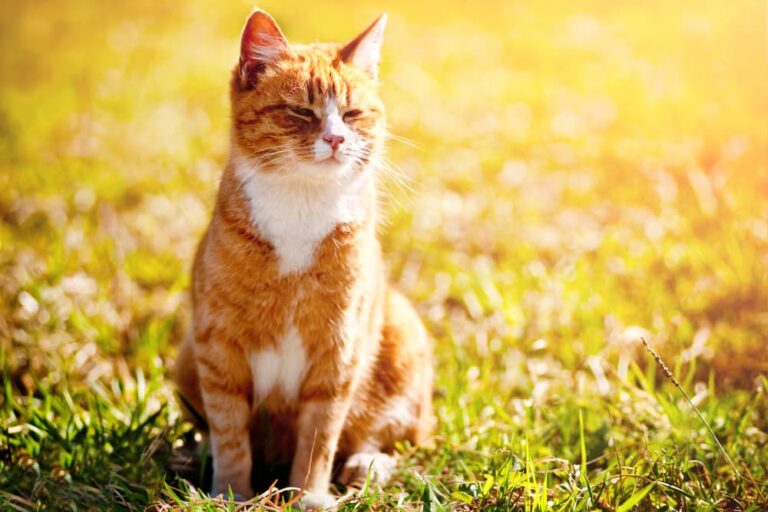 Cat squinting into the sun