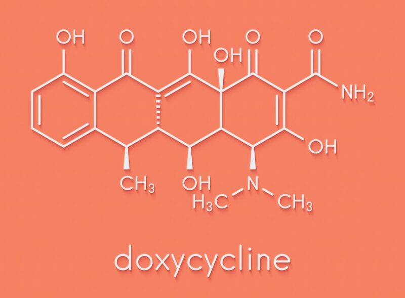 Doxycycline for Cats Great Pet Care
