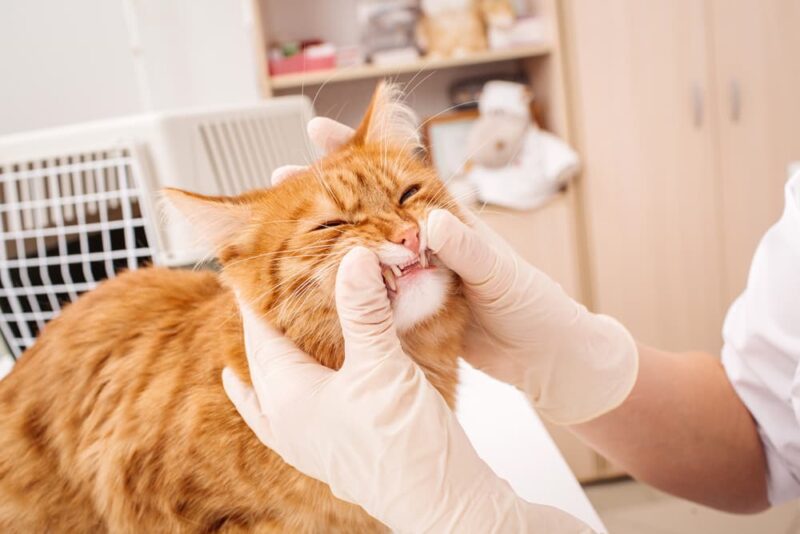 Stomatitis in Cats Great Pet Care