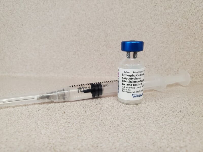 Leptospirosis Vaccine for Dogs Great Pet Care