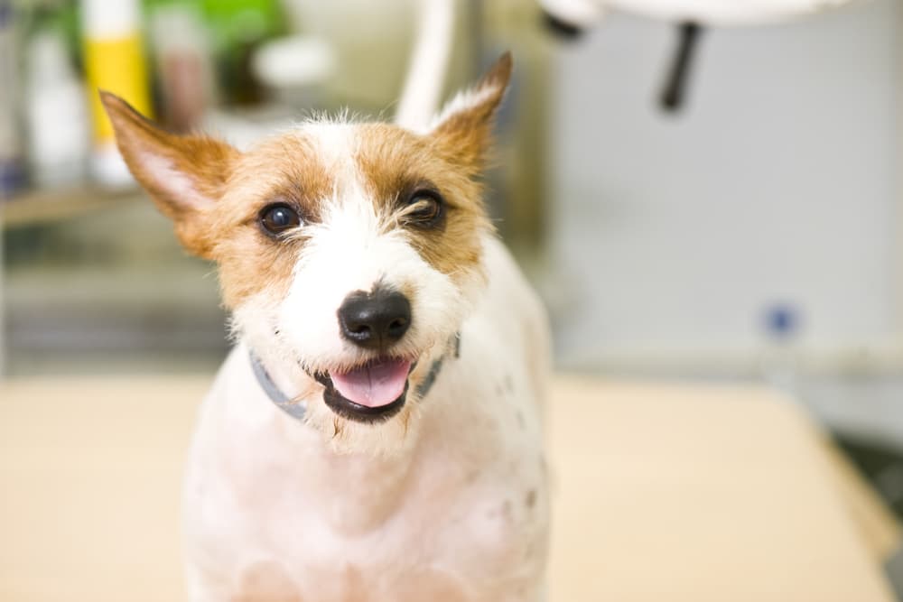Cefpodoxime for Dogs Cefpodoxime for Dogs