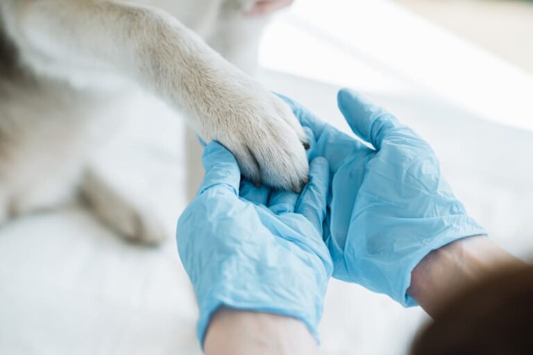 vet holds dog's paw
