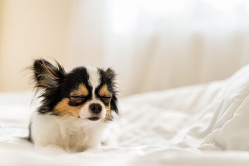 bordetella-vaccine-for-dogs-great-pet-care