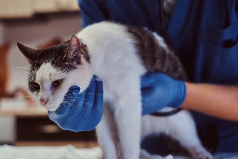 All About Feline Asthma Great Pet Care