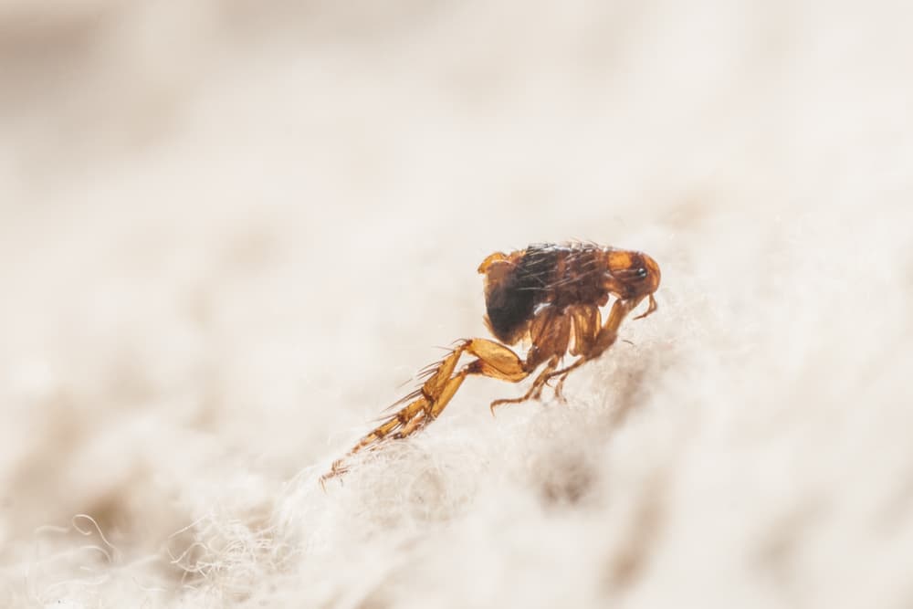 Do fleas fly great pet care