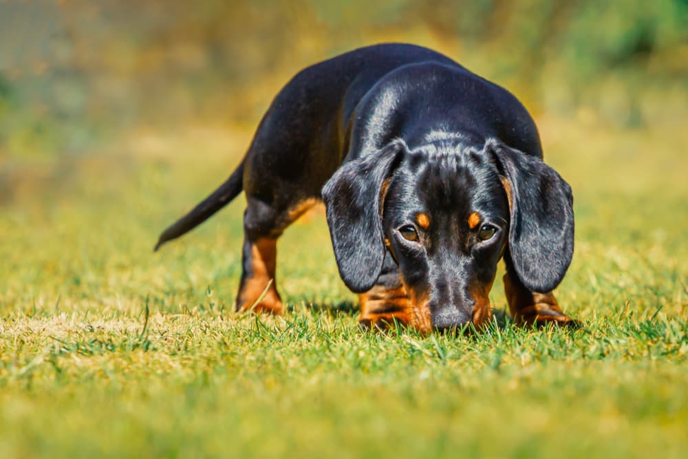 Parvovirus in Dogs Parvovirus in Dogs