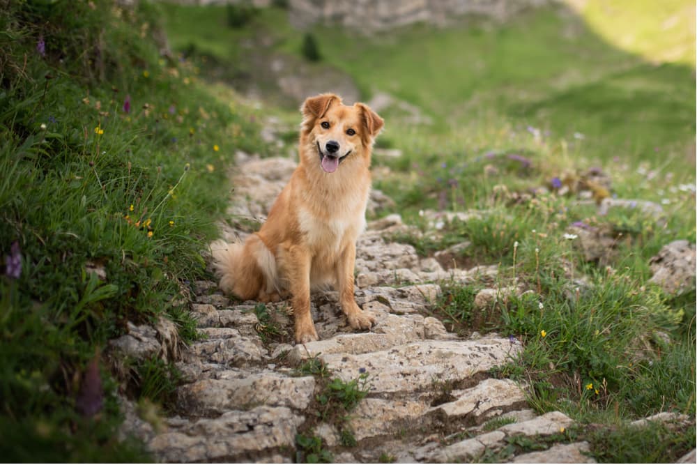 Species of Ticks: 7 That Affect Pets Species of Ticks: 7 That Affect Pets