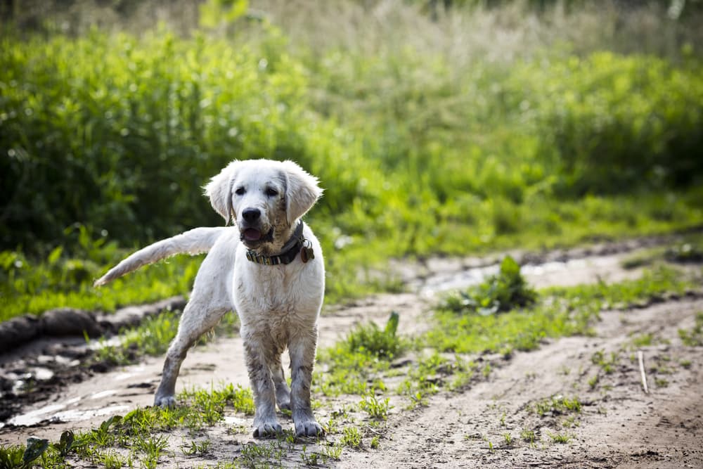 Leptospirosis in Dogs Leptospirosis in Dogs
