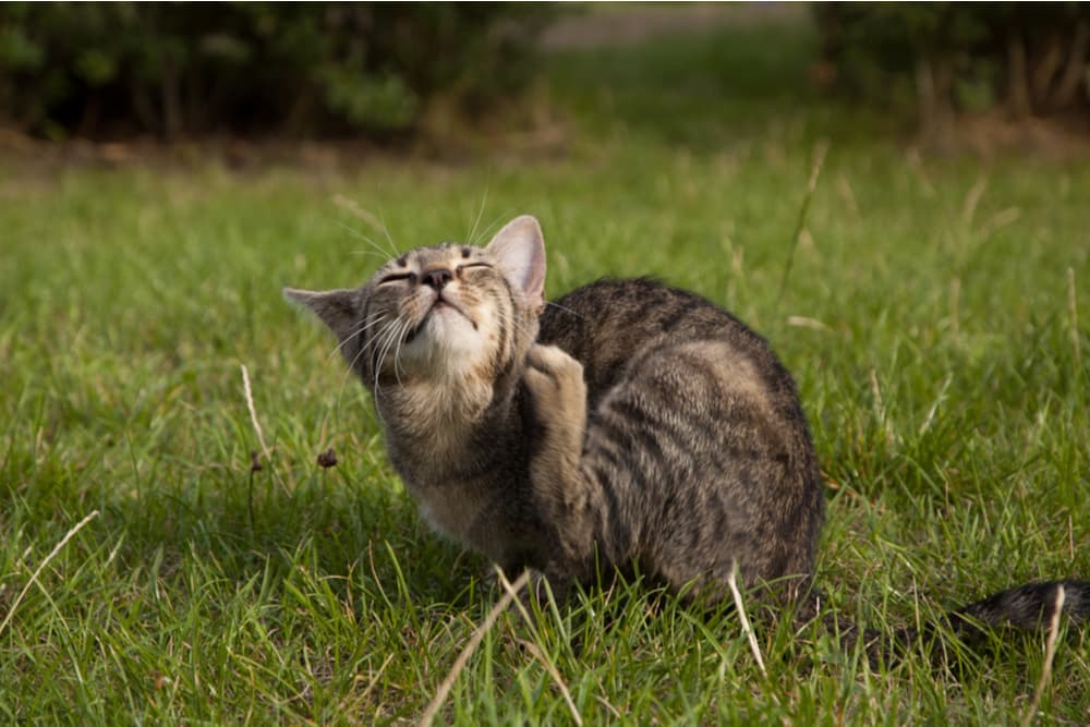 Do Fleas Fly? Great Pet Care