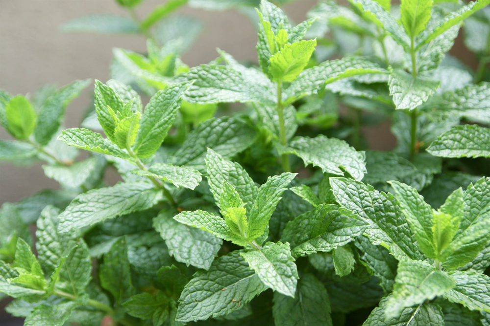 Flea Repelling Plants: Do They Really Exist? Flea Repelling Plants: Do They Really Exist?