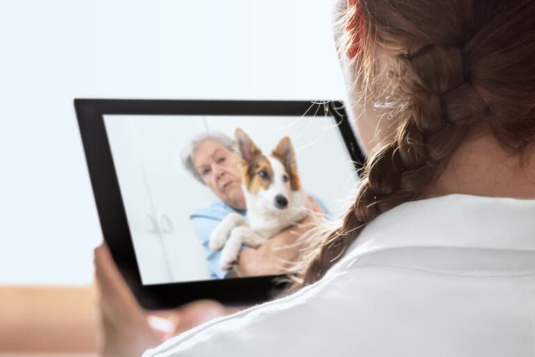 vet conducts virtual consul