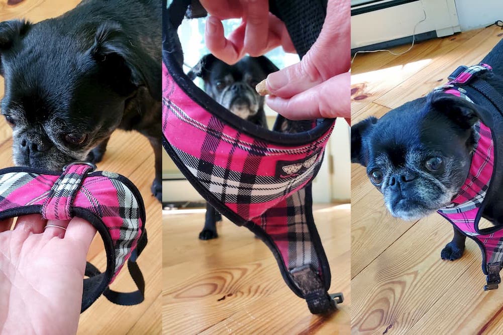 How to Put a Harness on a Dog Great Pet Care