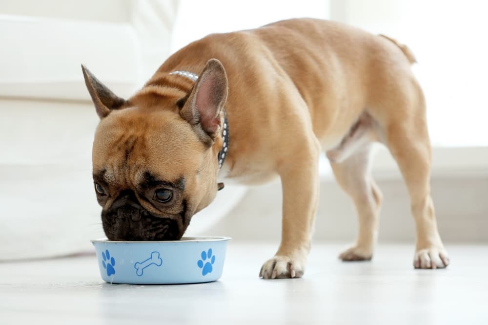 Digestive Problems in Dogs Digestive Problems in Dogs